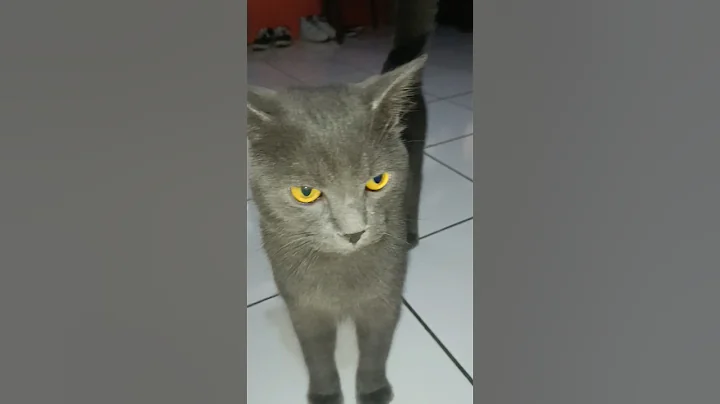 Watch the video about Kucing British Shorthair #shorts #kucing #kucinglucu #cat #catvideos #britishshorthair #viralvideo