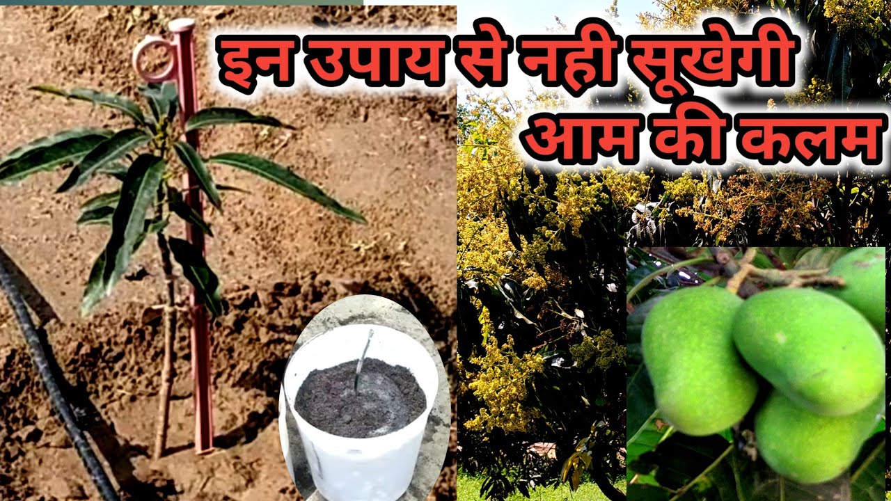 आम की कलम क्यो सूख जाती है ।mango plants.will dry out.
