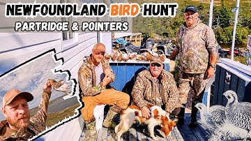 Newfoundland Bird Hunt | Partridge & Pointers in the Hills 🐕🏔️