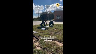 Labrador sworn in as new Howard County arson detection canine