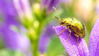 Tiny Marvels of Nature Wildlife | Peaceful Small Animals in the Wild 🌿🐾
