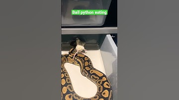 Hungry ball python snake eating rat #shorts #viral