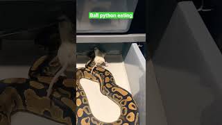 Hungry ball python snake eating rat #shorts #viral