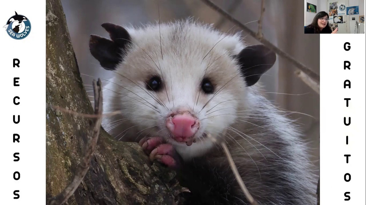 ZARIGÜEYAS: mamíferos marsupiales americanos - YouTube