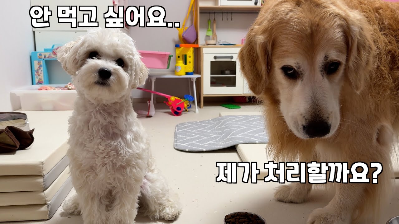 하룻강아지가 반찬 투정하자 바로 참교육 들어가는 리트리버 ㅋㅋㅋ