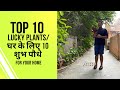 घर के लिए 10 शुभ पौधे | 10 Lucky Plants for Home!