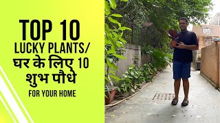 घर के लिए 10 शुभ पौधे | 10 Lucky Plants for Home! by Container Gardening 23,227 views 2 years ago 7 minutes, 34 seconds