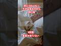 大好きな祖父が亡くなった！飼い猫は悲しみから食事をとらなくなった＃short