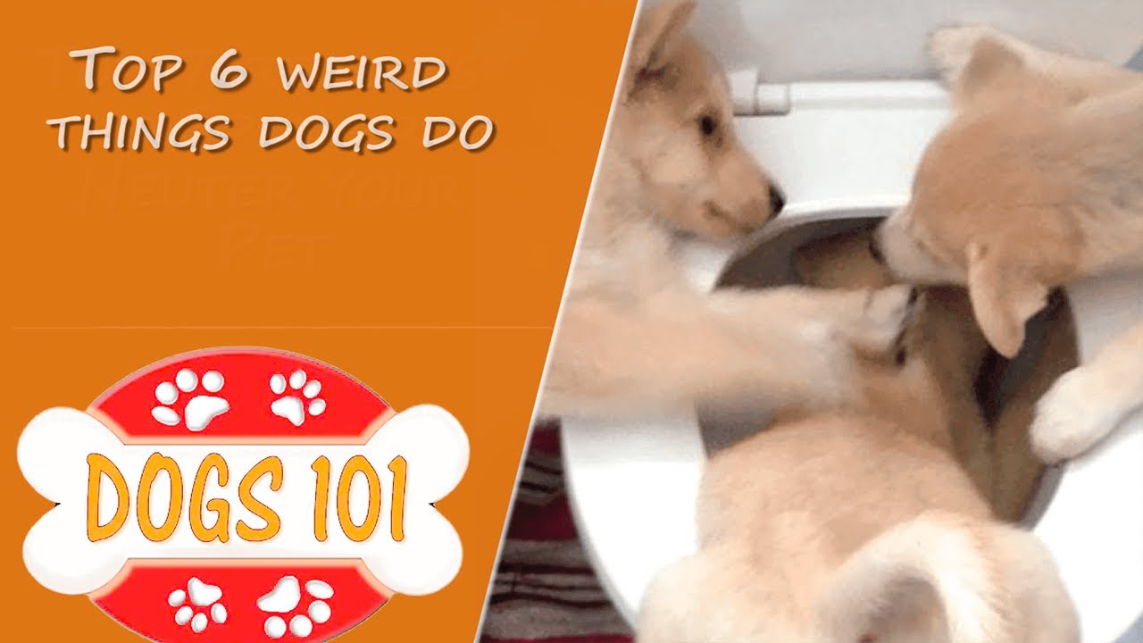 Top 6 Weird Things Dogs Do YouTube