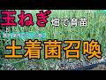 【10月玉ねぎ育苗】豪雨の後に土着菌を畑に召喚させ元気な苗を作る方法【有用菌内部循環農法】