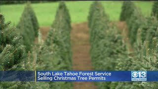 South Lake Tahoe Forest Service Selling Christmas Tree Permits
