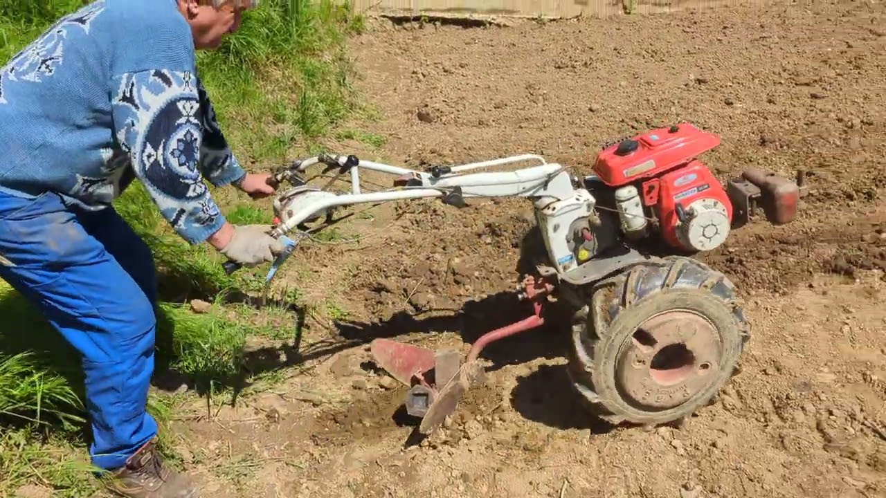 Plantation pomme de terre 2025