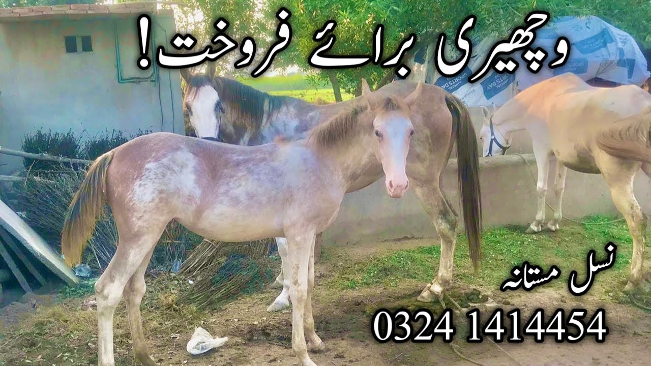 Horses for Sale Horses for sale in Pakistan Punjab YouTube