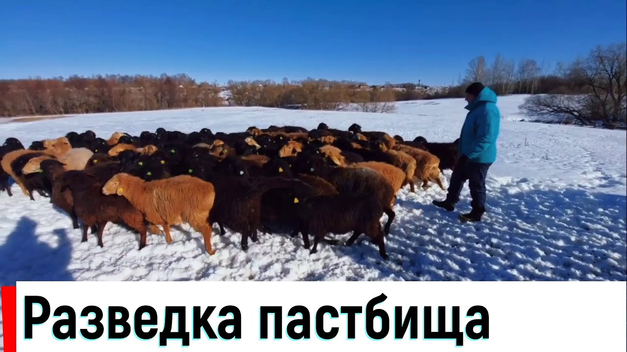 Первая разведка пастбища.