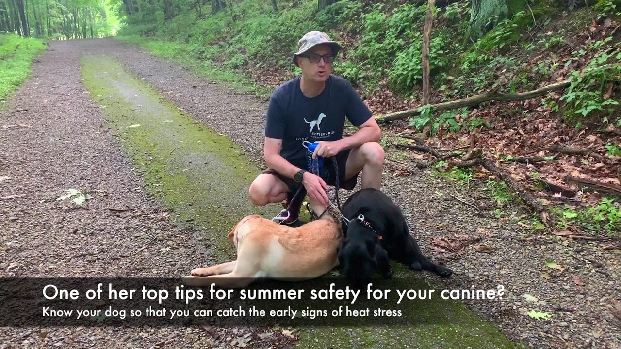 Know Your Dog When It's Time for Warm Weather Workouts YouTube
