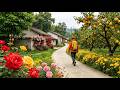 This Chinese Village Is Covered in Roses & Orchards – Beyond Imagination!