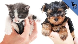 Cat People Are Smarter than Dog People