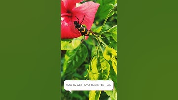 Manual control of blister bettles 🐞🏡#farming #viralshorts#shortsvideo #shorts #trending #ytshorts