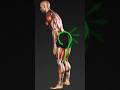 Squats Don't Build Glutes (Hip Hinge Does)" #calisthenics #fitnessshorts