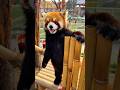 Funny Cute Red Panda.  #funny #redpanda #animals #funnyvideo #cute #foryou