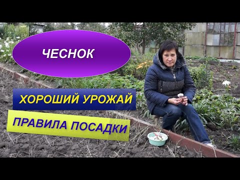 ЧЕСНОК ПОД ЗИМУ | ПРАВИЛА ПОСАДКИ | ХОРОШИЙ УРОЖАЙ