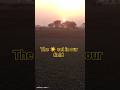 the sun set #music #anime #art #animation #rsmlegion #shortfeed #pigeon #youtubeshorts #viral #vlog