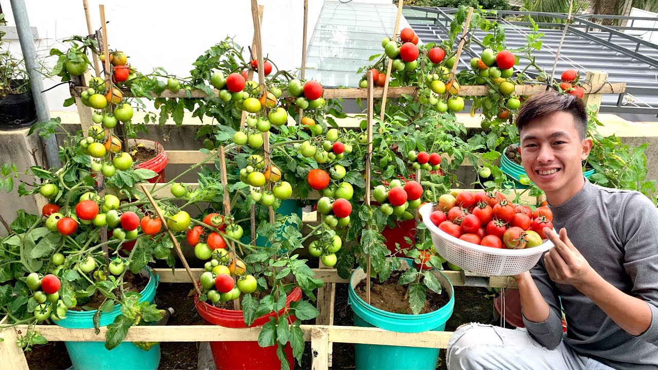 Используя ведра с краской, выращивайте помидоры на террасе, много фруктов и легко