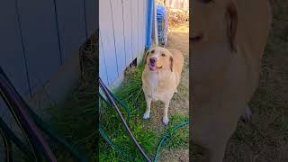 Wish we were all as happy as Layla #dogshorts #funny #goldenretriever