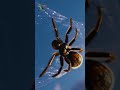 Spiders are literally flying through the air #shorts #spiders #wildlife