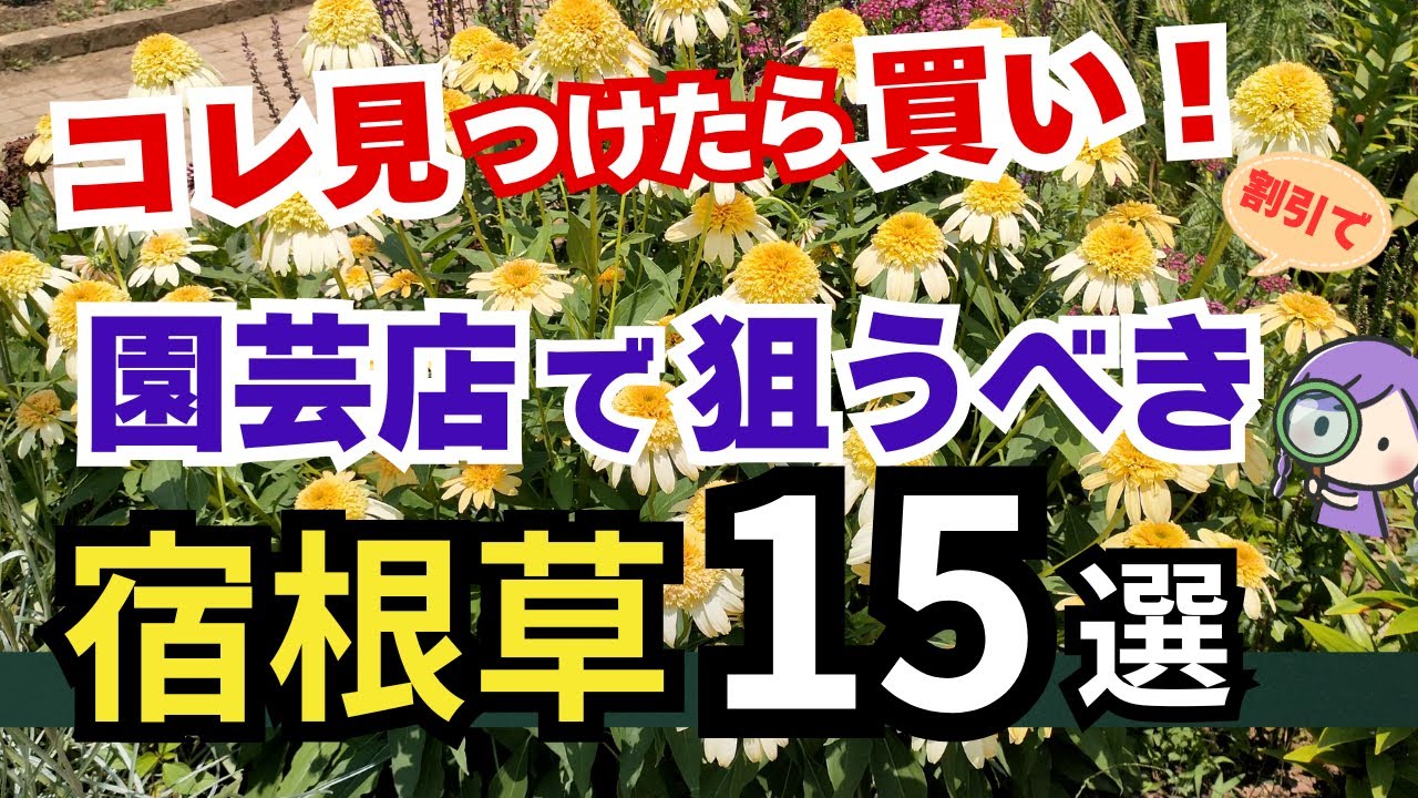 はな　セール中‼︎ Gardening] Now is the time to buy if you find a discount at