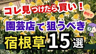 庭藤ページです。 maxresdefault.jpg