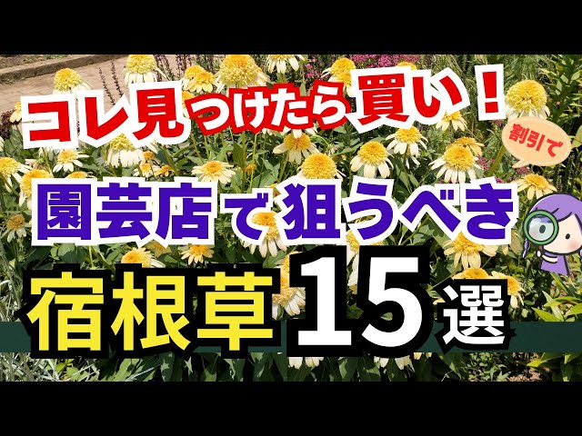 造園学 ※値下げしました 造園学 ※値下げしました 造園学 ※値下げしました 楽天市場】造園
