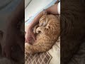 朝起きたら脇の下にいる猫が可愛い#保護猫 #茶トラ #猫の飼い方