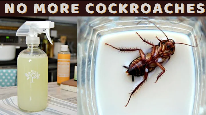 How To Get Rid Of Cockroaches Fast, Overnight And ...