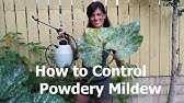Identifying Powder Mildew, Treatment Options and Prevention: Keep A Journal of Pests and