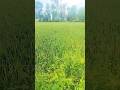 #akashgorakhpuri90 #bhojpuri #entertainment #love #views_viral_video_subscribers_grow
