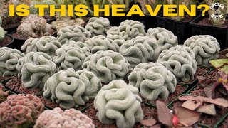 Telling Plant stories on Palmstreet with Cactus jack: CULTIVAR CAVIAR