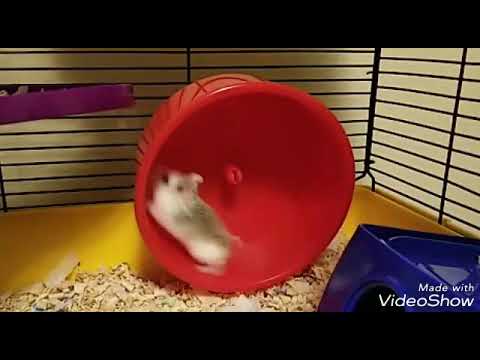 hamsters---funny-hamster-wheel---spinning-out-of-control