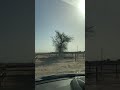سدرة العبدلية - الكويت