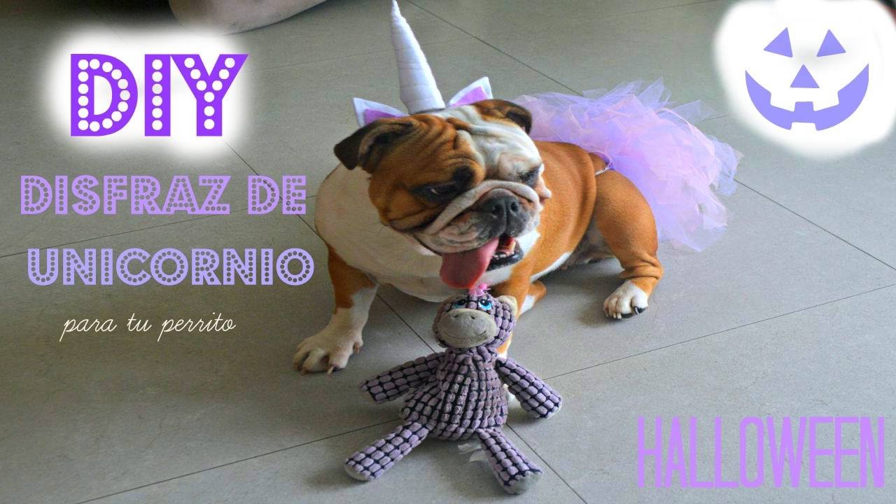 : disfraz de unicornio tu | Unicorn costume for your dog - YouTube