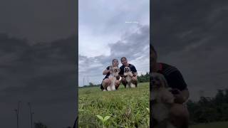 Playtime #music #fypシ #videoshort #viral #doglover #pets #followers #ytshorts #zoeyandsarsi #vlog