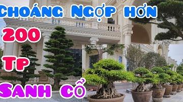 Choáng ngợp với hơn 200 tác phẩm Sanh Cổ của chú Thông Mơ tại thành phố Thanh Hóa.