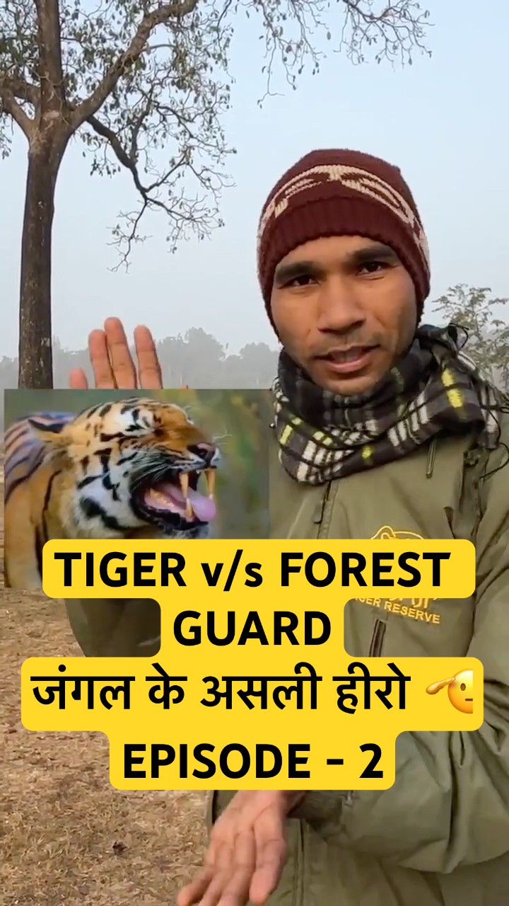 🐅Tiger ने किया Attack! Forest Guard की जान बची 😱 Real Charge #wildlife #tigerspotted #real #story
