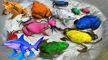 Kem Ốc và cua Chanel lái công nông đuổi theo con ếch, ếch hồng, ếch xanh, cua, rùa màu sắc, máy xúc.