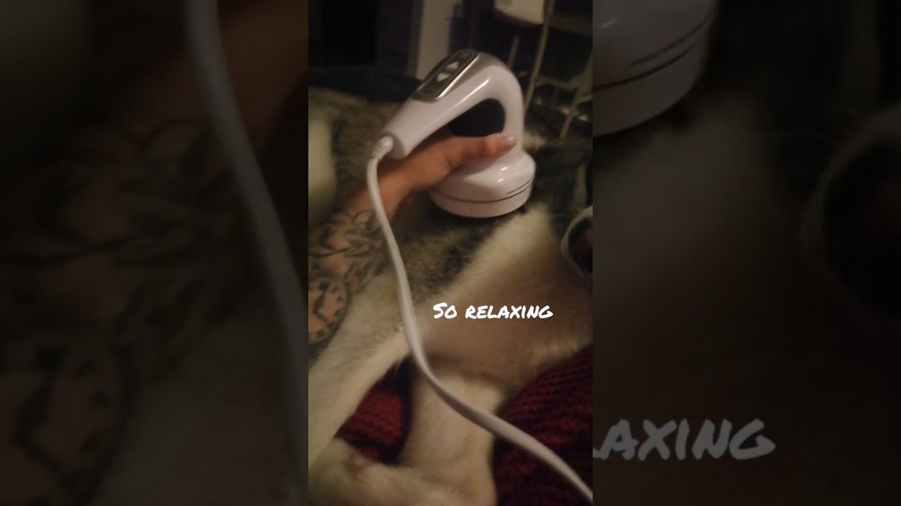 Massage my Husky with electric massager - relaxing reaction