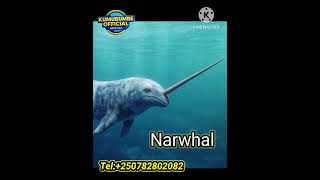 Download Lagu 🛑 Look Another Special Animal in the Polar with 2-3m of Tusk \ MP3