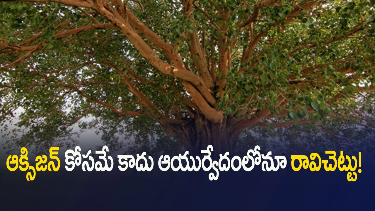 ఆక్సిజన్ కోసమే కాదు ఆయుర్వేదంలోనూ రావిచెట్టు! | Health Benefits Of Ravi Chettu | Mana Arogyam