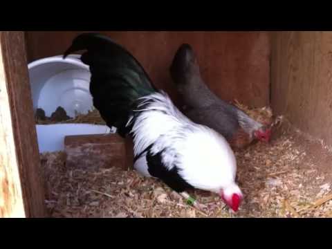 Video Gà Tre Mỹ Rặc Chuối Trắng Chạng Nhỏ - youtube