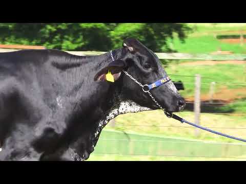 LOTE 32   SEBASTIANA FIV STORMY SANTA LUZIA   1343CL