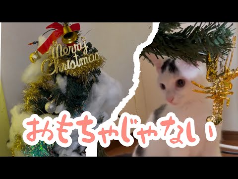 もうすぐクリスマスなので子供と一緒に飾り付け、ツリーは猫のいいおもちゃ。＃保護猫＃ネコ＃クリスマス